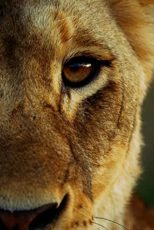 دانلود فیلم Malika the Lion Queen 2021