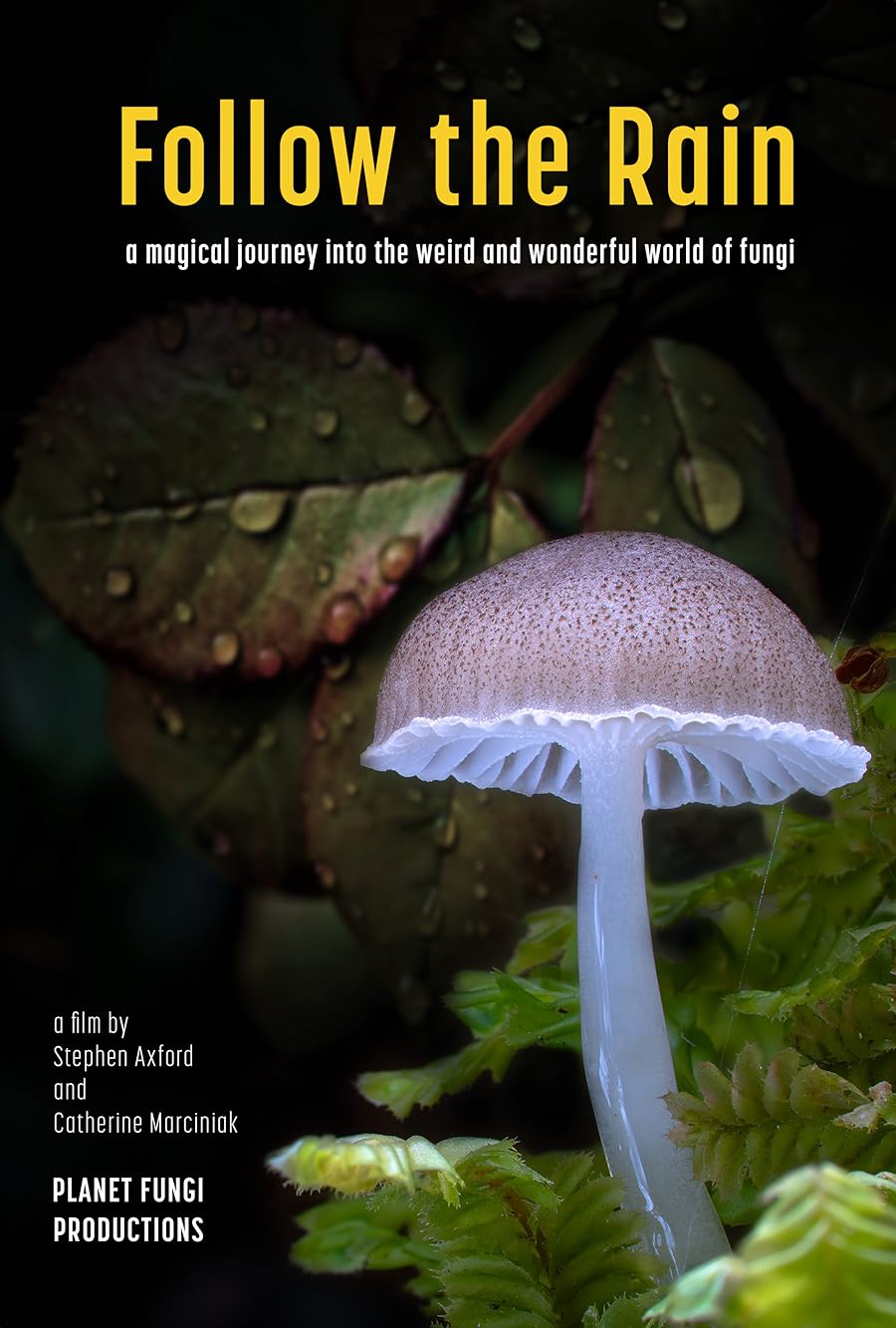 دانلود فیلم Follow the Rain 2024 با زیرنویس چسبیده